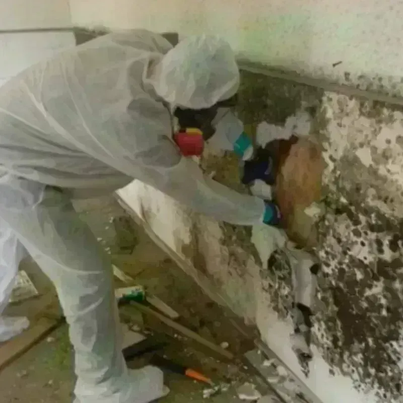 Mold Remediation and Removal in Cairo, IL